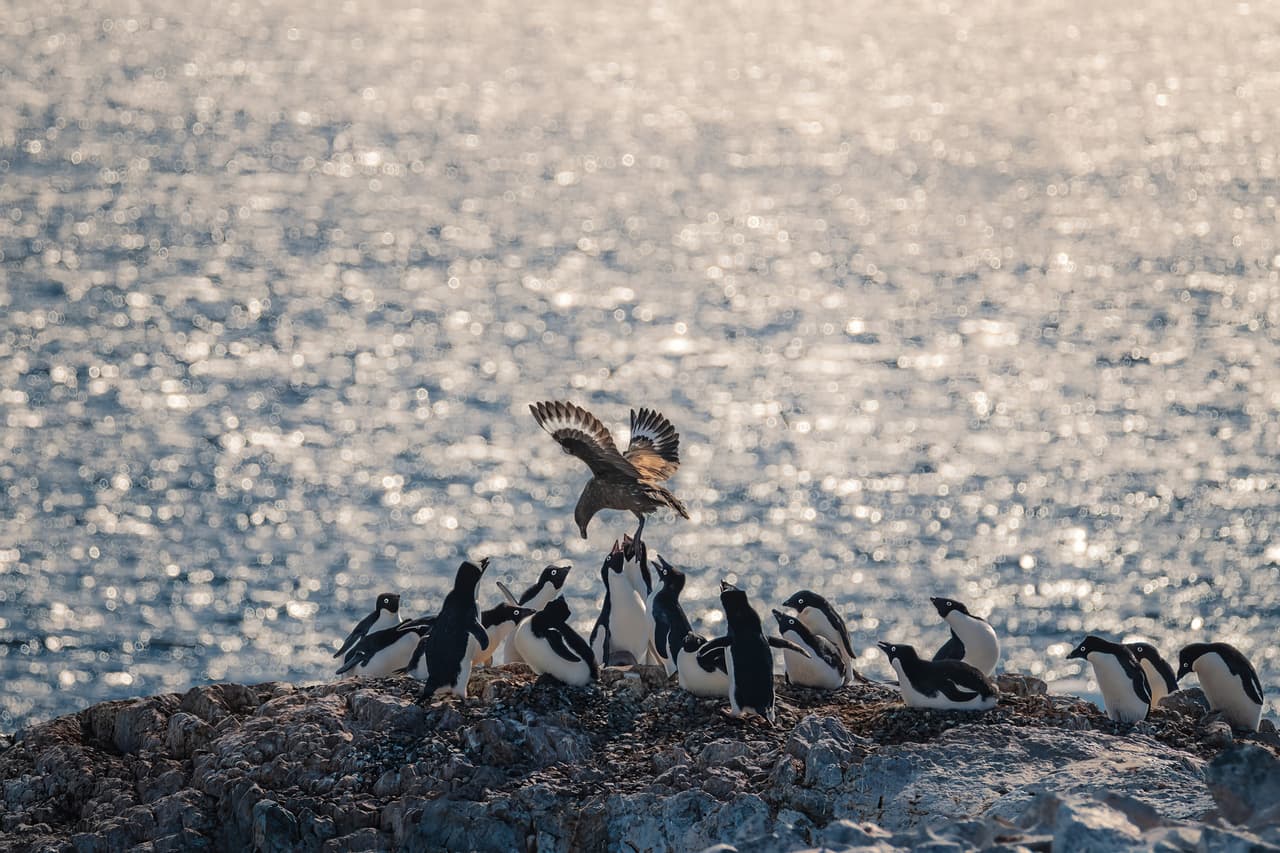 Diving for the target